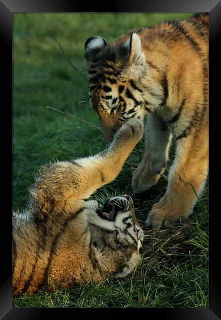 Amur Tiger Cubs Fighting Framed Print by Selena Chambers