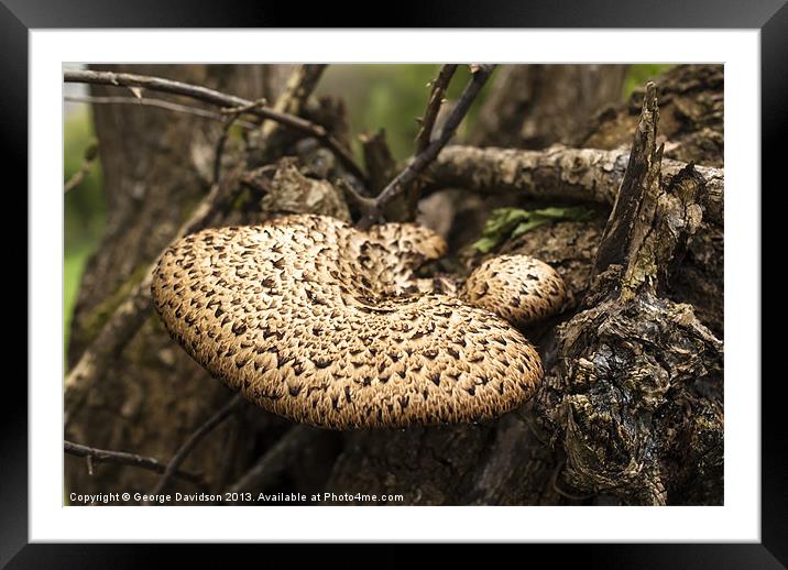 Fungus Framed Mounted Print by George Davidson