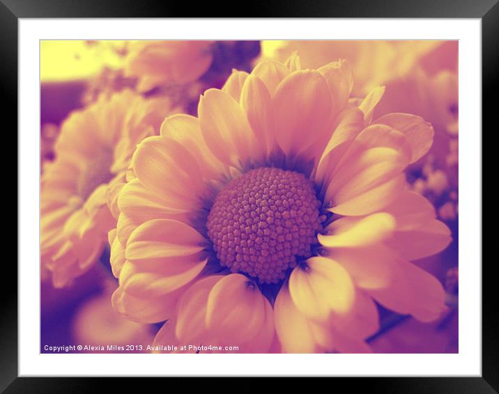 Summer Daisy Framed Mounted Print by Alexia Miles