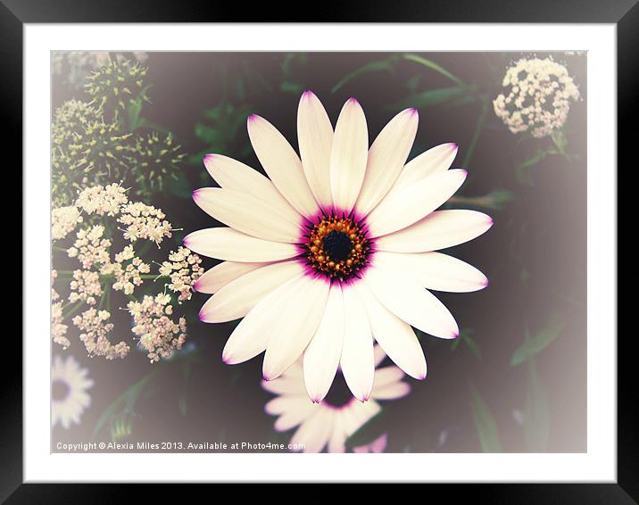 Daisy Daisy Framed Mounted Print by Alexia Miles