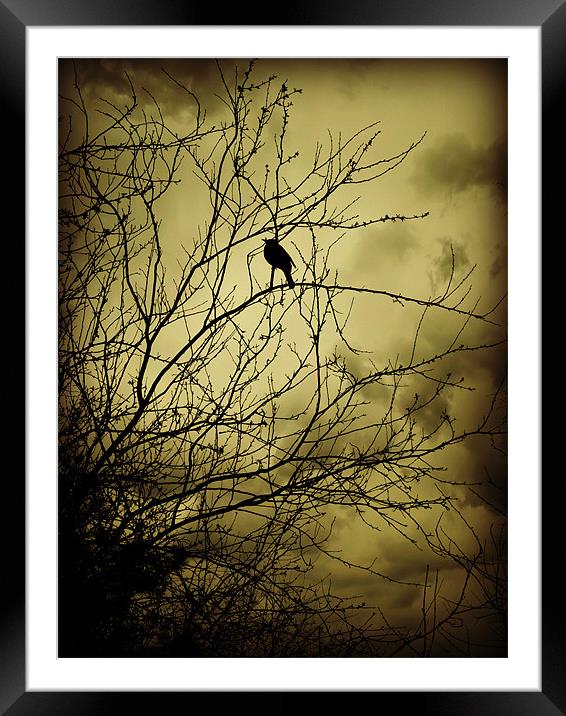 morning bird Framed Mounted Print by Heather Newton