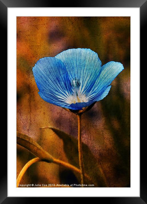 Flower Blue Framed Mounted Print by Julie Coe