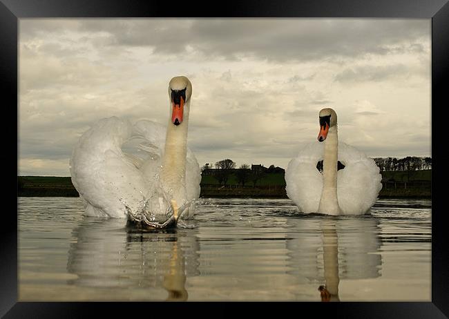 Swan Lake Framed Print by Bob Legg