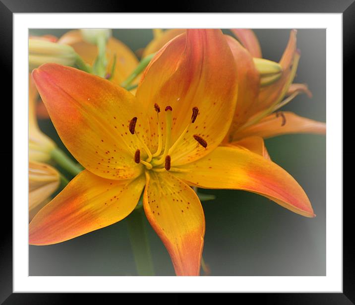 Orange Lily Framed Mounted Print by Shari DeOllos