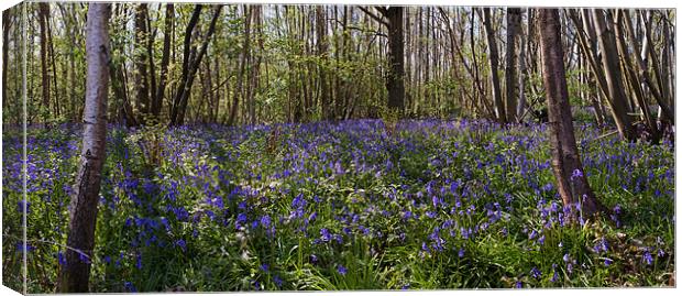 Bluebell Wood Canvas Print by Stuart Gennery
