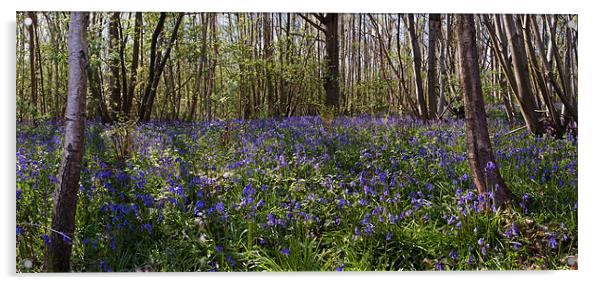 Bluebell Wood Acrylic by Stuart Gennery