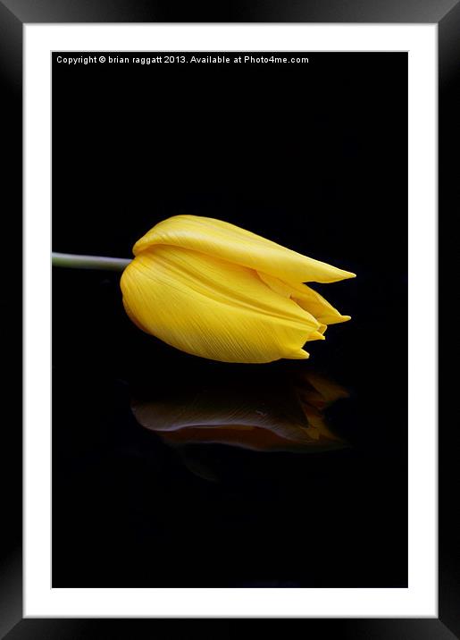Yellow and Black Framed Mounted Print by Brian  Raggatt