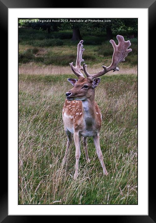 Deer Framed Mounted Print by Reginald Hood