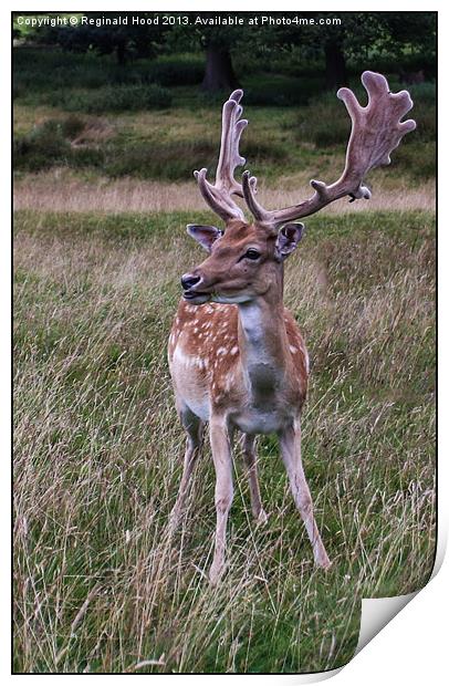 Deer Print by Reginald Hood