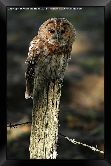 Tawny Owl Framed Print by Reginald Hood