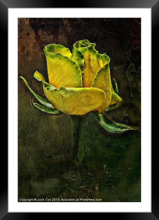 Rose Of Yellow Framed Mounted Print by Julie Coe