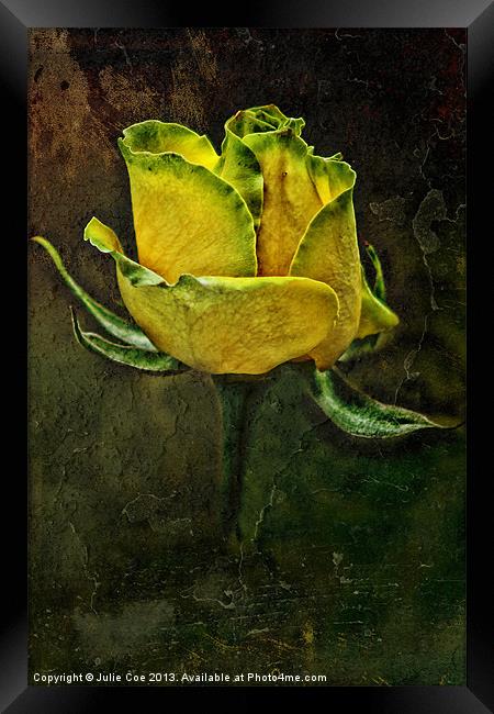 Rose Of Yellow Framed Print by Julie Coe