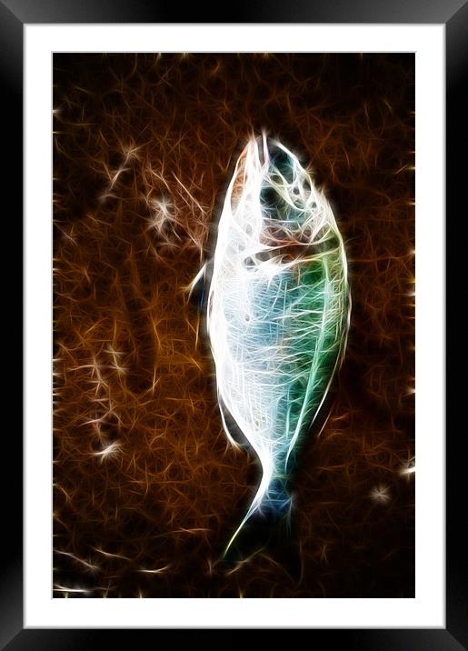 Fish Phone Case Framed Mounted Print by Dave Wilkinson North Devon Ph