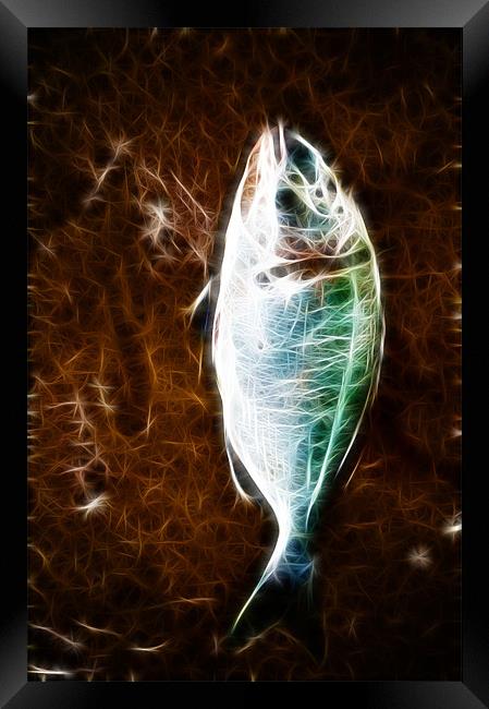 Fish Phone Case Framed Print by Dave Wilkinson North Devon Ph