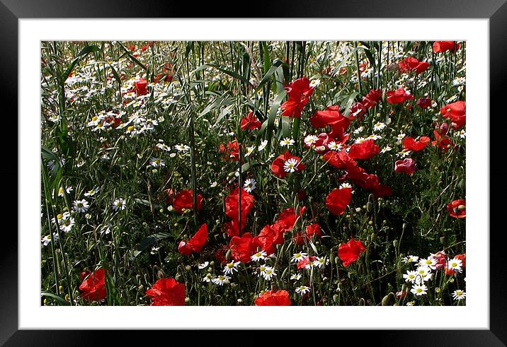 Poppies in the sun Framed Mounted Print by Carol Young