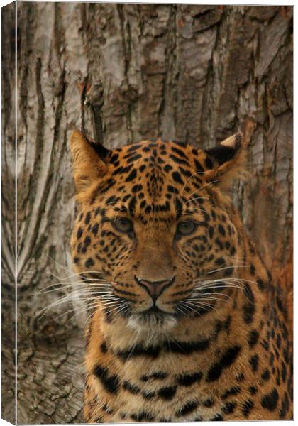 North Chinese Leopard Canvas Print by Selena Chambers