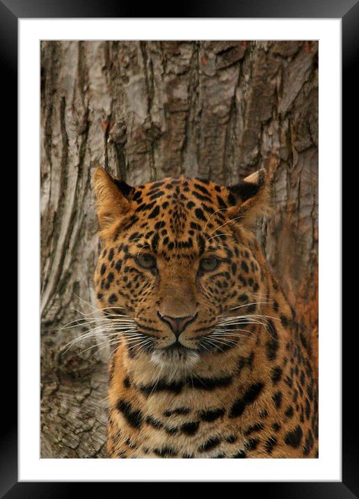 North Chinese Leopard Framed Mounted Print by Selena Chambers