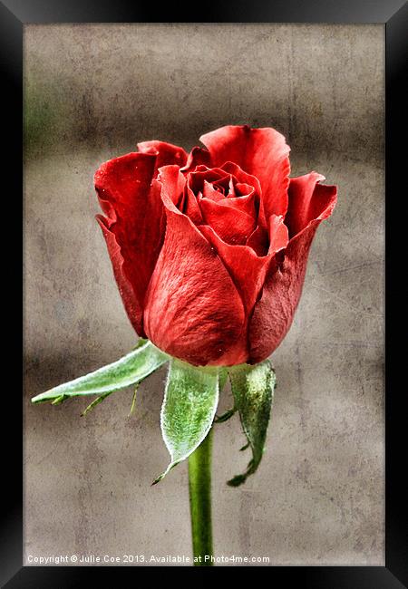 Red Rose Red Framed Print by Julie Coe