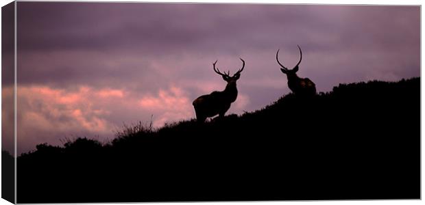 Stags silhouette Canvas Print by Macrae Images