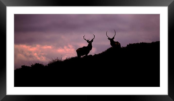 Stags silhouette Framed Mounted Print by Macrae Images