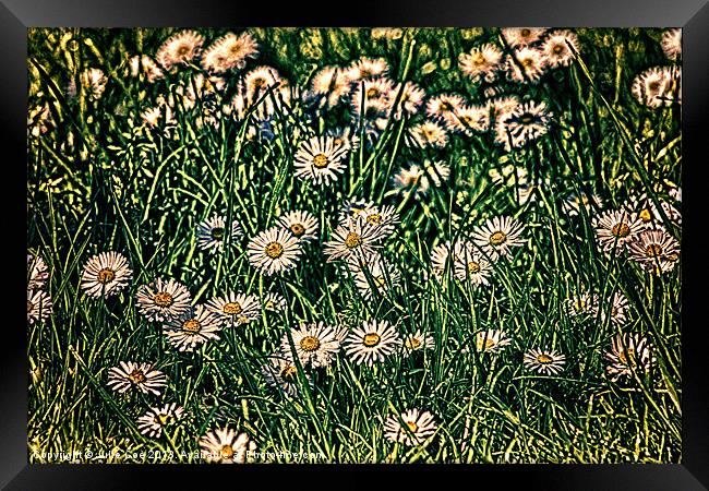 Daisy Carpet Dark Framed Print by Julie Coe