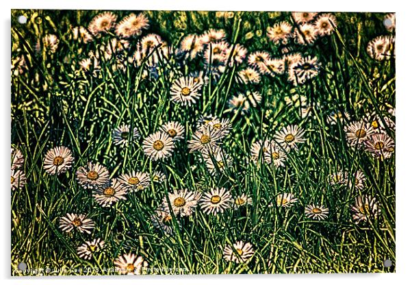 Daisy Carpet Dark Acrylic by Julie Coe