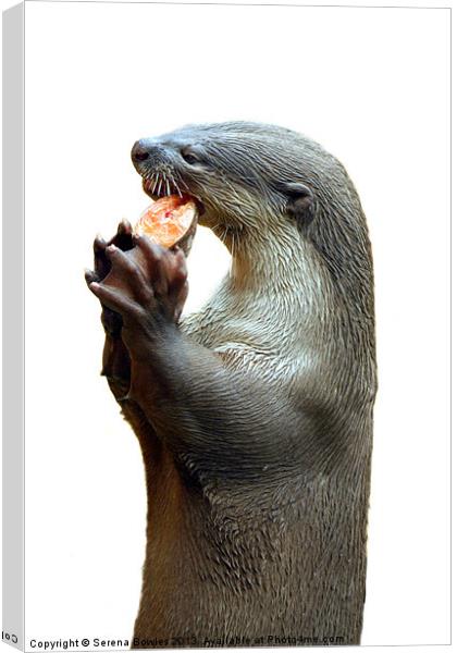 Smooth Coated Otter Eating Fish Canvas Print by Serena Bowles