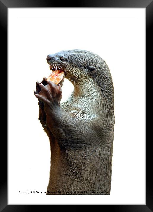 Smooth Coated Otter Eating Fish Framed Mounted Print by Serena Bowles