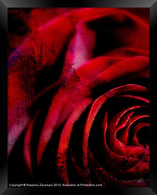 A Rose For You. Framed Print by Rosanna Zavanaiu