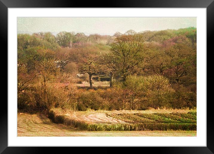 Spring on its way Framed Mounted Print by Dawn Cox