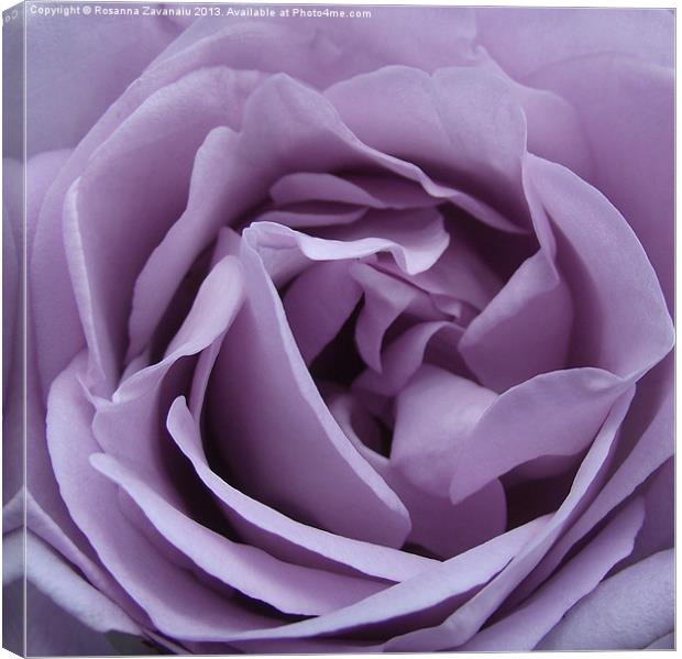 Purple Petals Canvas Print by Rosanna Zavanaiu