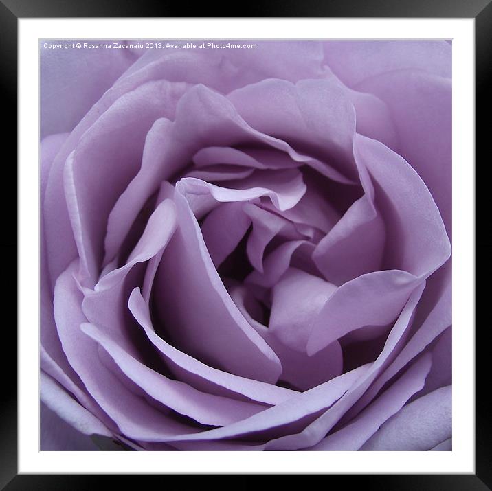 Purple Petals Framed Mounted Print by Rosanna Zavanaiu
