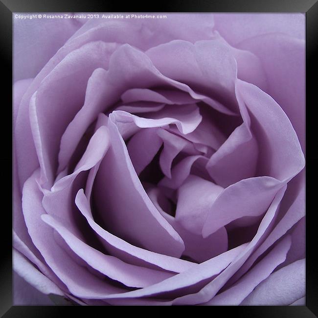 Purple Petals Framed Print by Rosanna Zavanaiu