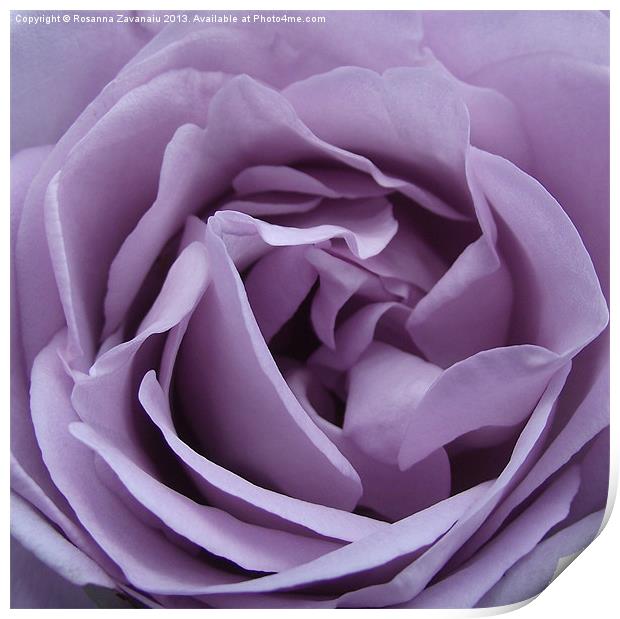 Purple Petals Print by Rosanna Zavanaiu