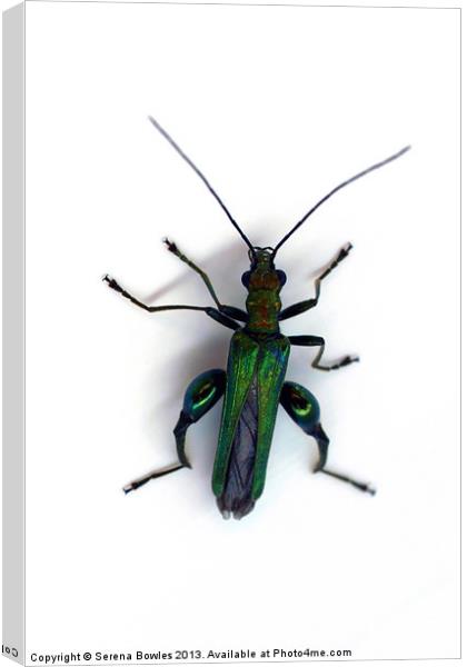 Thick Legged Flower Beetle - Oedemera Nobilis Canvas Print by Serena Bowles