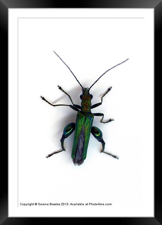 Thick Legged Flower Beetle - Oedemera Nobilis Framed Mounted Print by Serena Bowles