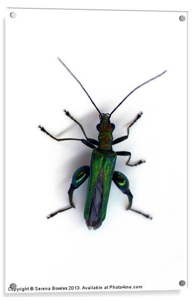 Thick Legged Flower Beetle - Oedemera Nobilis Acrylic by Serena Bowles