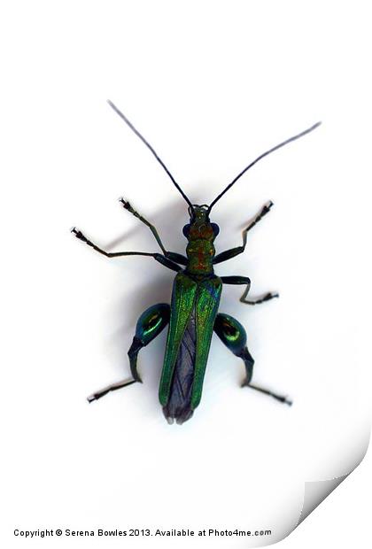 Thick Legged Flower Beetle - Oedemera Nobilis Print by Serena Bowles