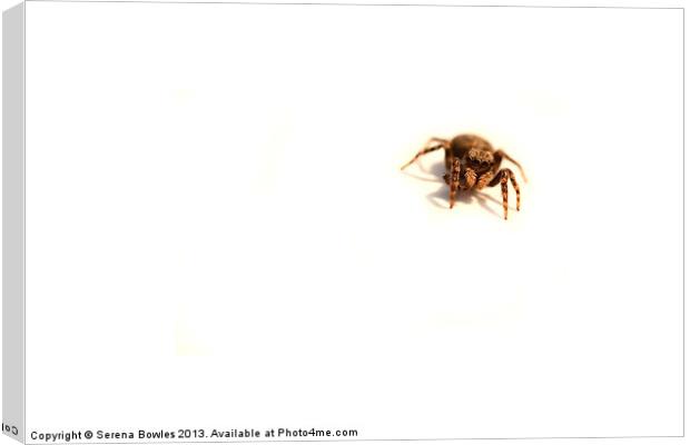 Incy Wincy Jumping Spider Canvas Print by Serena Bowles