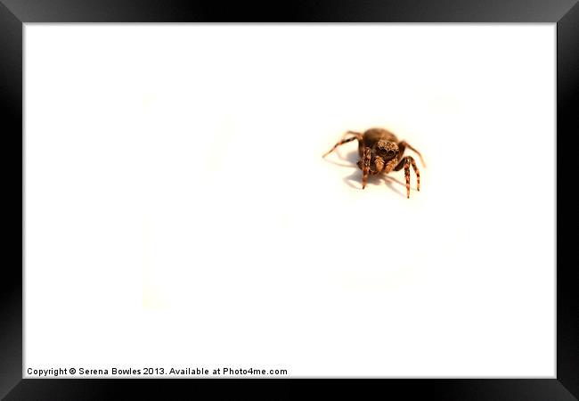 Incy Wincy Jumping Spider Framed Print by Serena Bowles