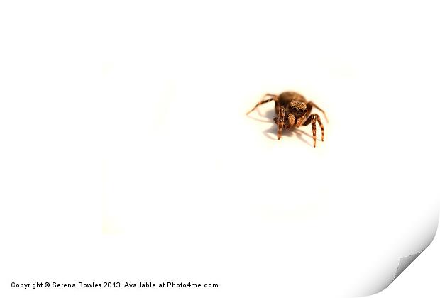 Incy Wincy Jumping Spider Print by Serena Bowles