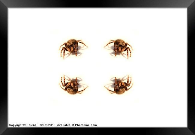 Arachnophobes Nightmare Framed Print by Serena Bowles