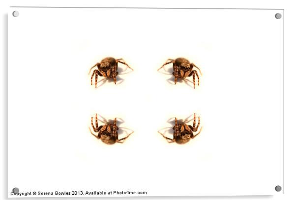 Arachnophobes Nightmare Acrylic by Serena Bowles
