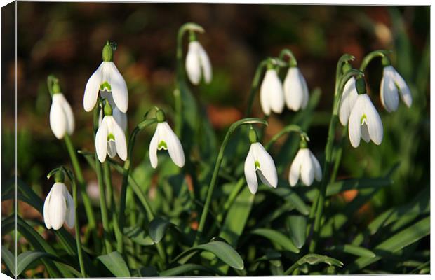 Snowdrops in woodland Canvas Print by Linda More