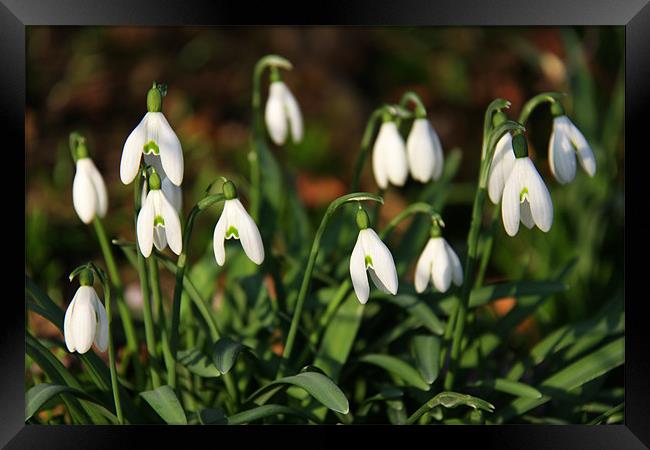 Snowdrops in woodland Framed Print by Linda More