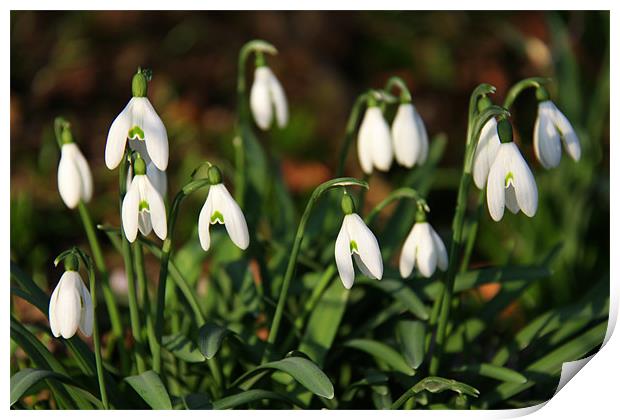 Snowdrops in woodland Print by Linda More
