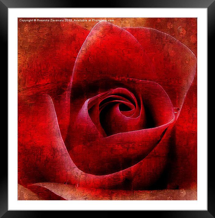Red Rose Paintings Framed Mounted Print by Rosanna Zavanaiu