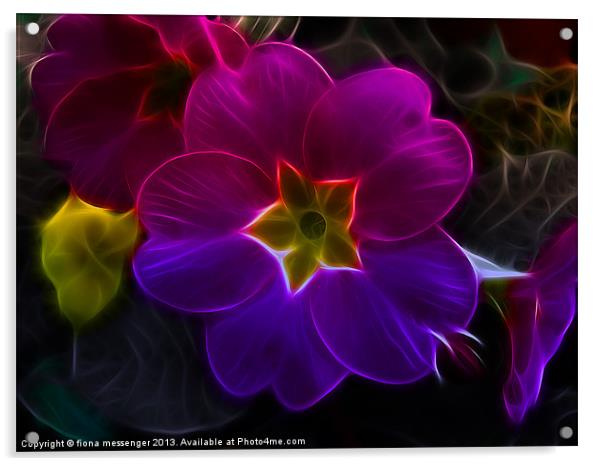 Primula Rainbow Acrylic by Fiona Messenger