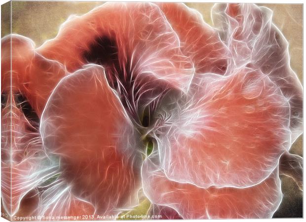 Royal Pelargonium with Water Droplets Canvas Print by Fiona Messenger