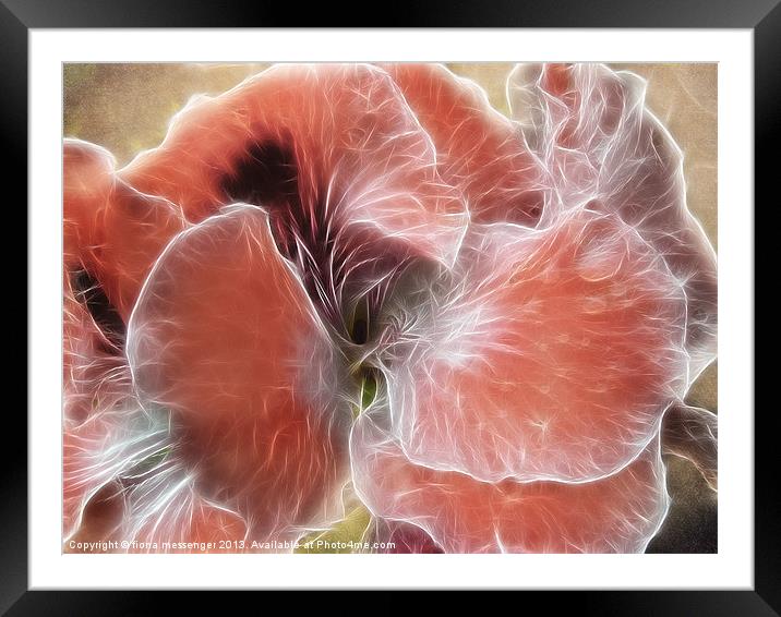 Royal Pelargonium with Water Droplets Framed Mounted Print by Fiona Messenger